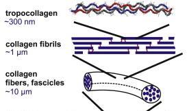 Formation of collagen fibers Tropocollagen (5 of them) polymerize into a microfibril, which are connected with each other via aldehyde links Microfibrils align with