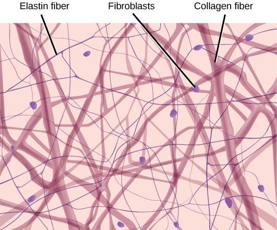 elastic fibers to limit the extent of