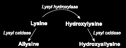 Elastin & hydroxylysine Collagen contain lysine that can be hydroxylated by