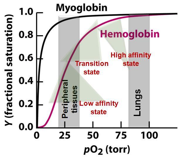 The saturation curve The saturation curve of hemoglobin binding to O 2 has a sigmoidal shape At 100 mm Hg, hemoglobin is 95-98% saturated