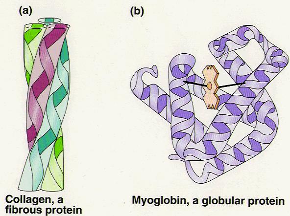 Types of proteins Proteins can be divided into two groups according to structure: Fibrous (fiber-like with a uniform secondary-structure only) Globular