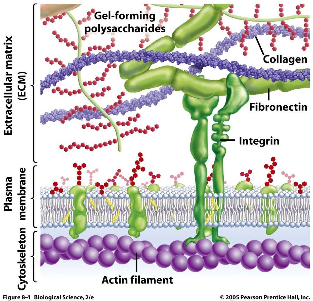 The extracellular matrix The extracellular space is largely filled by an intricate network of macromolecules