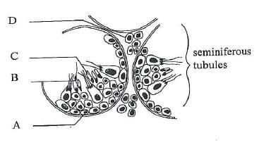1. The diagram below shows a section through seminiferous tubules in a testis. Which cell produces testosterone? 2.