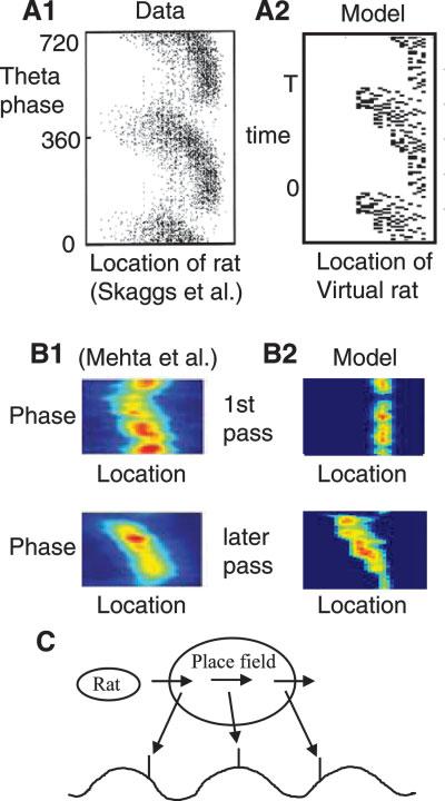 940 HASSELMO Splitter cell responses Hippocampal neurons also show striking context-dependent changes in their response properties on a trial by trial basis during performance of a continuous spatial