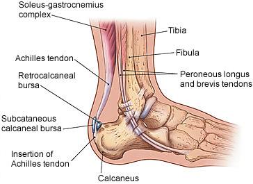 Anatomy of the Achilles Tendon Strongest, largest tendon Originates from distal gastrocnemius-soleus muscle