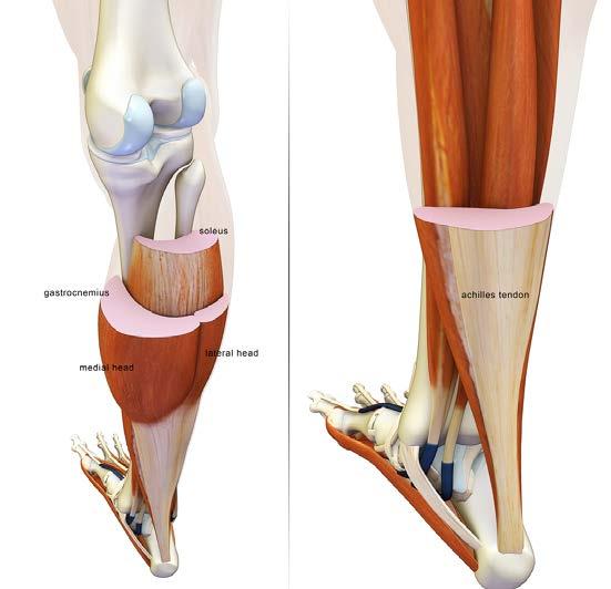 Plantarflexion Function Gastrocnemius flexes the ankle with the knee extended Soleus flexes the ankle with the knee