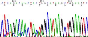like RNA Sequencing Discovery t(x;4)
