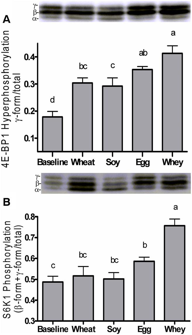 proteins 3-4 Baseline 5 Wheat Soy Egg Whey Leucine 84 ± 4.6 c 78 ± 4.3 c 84 ± 5.6 c 146 ± 8.4 b 192 ± 11.4 a Isoleucine 56 ± 3.4 d 50 ± 2.9 d 74 ± 4.0 c 121 ± 6.3 b 144 ± 8.2 a Valine 117 ± 8.