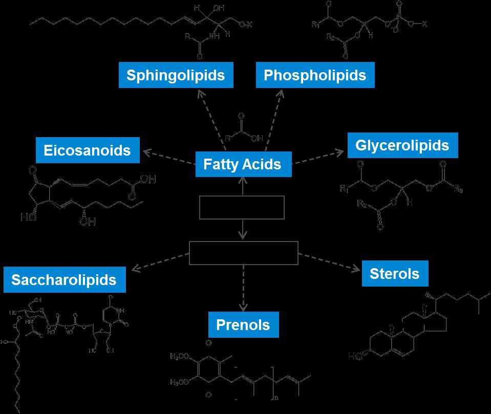 Lipidomics: The Systematic Study Of The Entire Lipid Profile Of A Cell/Tissue/Organ/Organism Shotgun lipidomics using QQQ Infusion based Uses