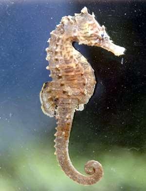 Lined Seahorse, Hippocampus erectus Vertebrate