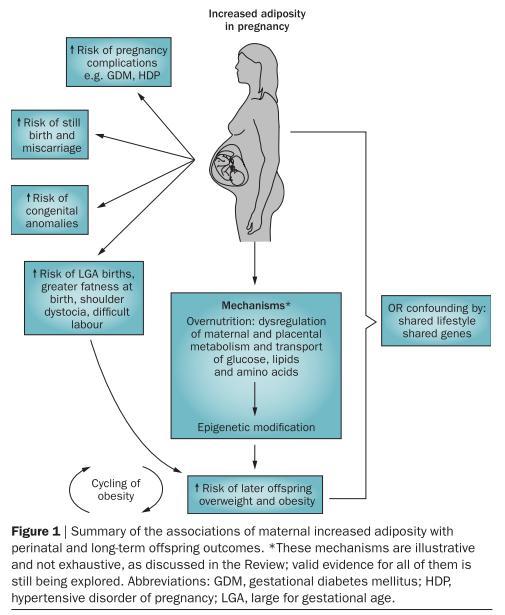 Maternal over- and under-nutrition during pregnancy and childhood adiposity Maternal BMI and gestational weight gain are associated with increased offspring
