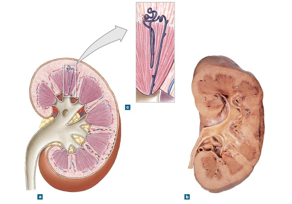 Figure 18-3 The Structure of the Kidney.