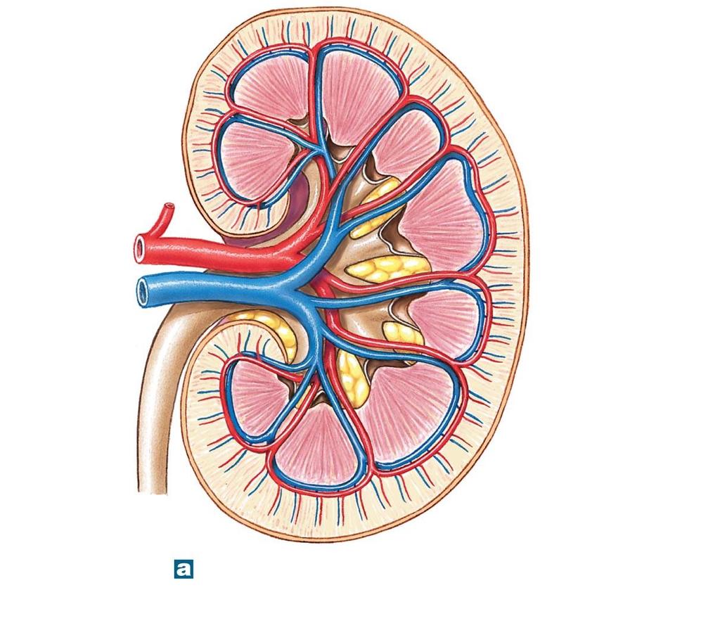 Figure 18-4a The Blood Supply to the Kidneys.