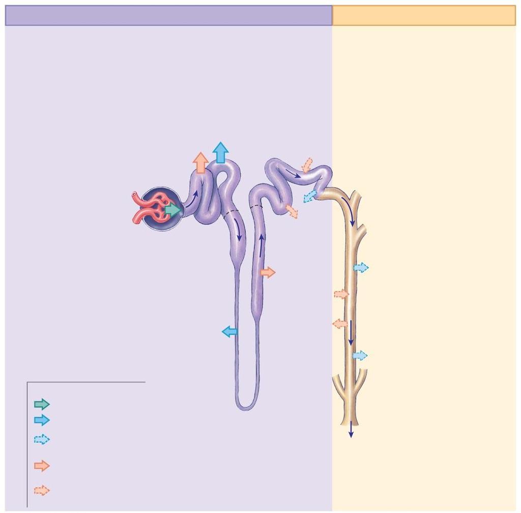 Figure 18-5 A Representative Nephron and the Collecting System.