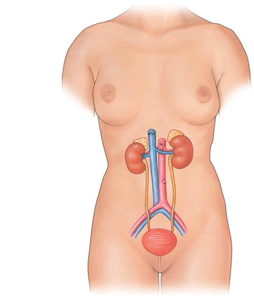 Figure 18-1 The Components of the Urinary System.