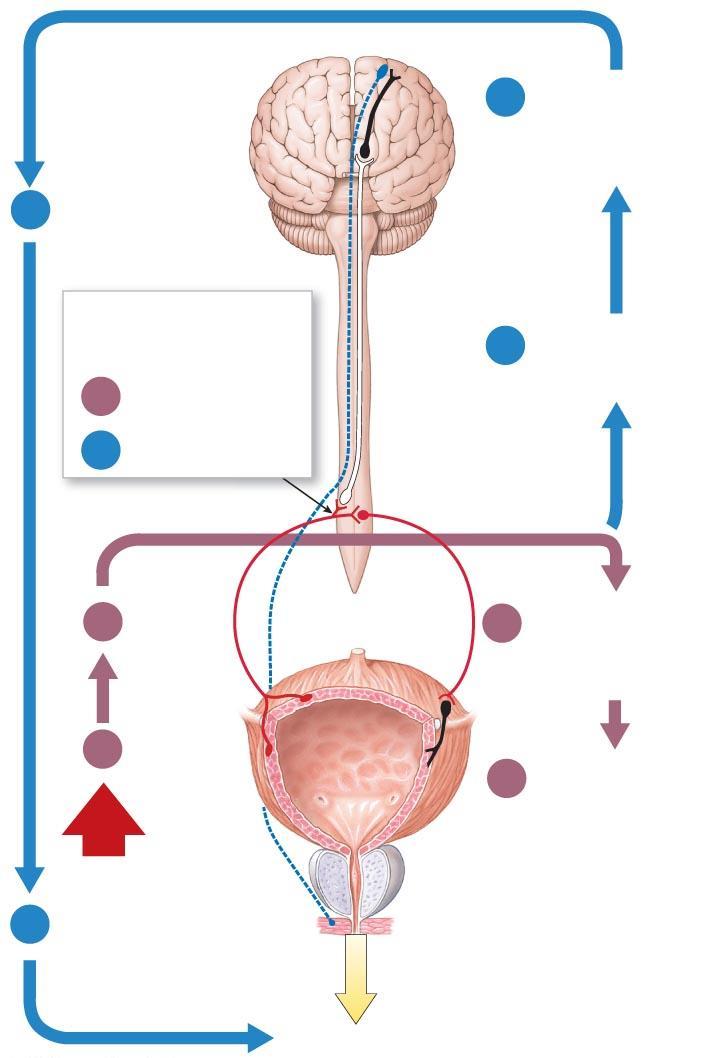 Figure 18-12 The Micturition Reflex. C3 If convenient, the individual voluntarily relaxes the external urethral sphincter.
