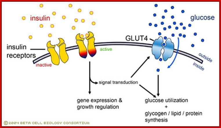 ENTRY OF GLUCOSE INTO CELL : Insulin - dependent GLUT 4 mediated Insulin/GLUT4 is