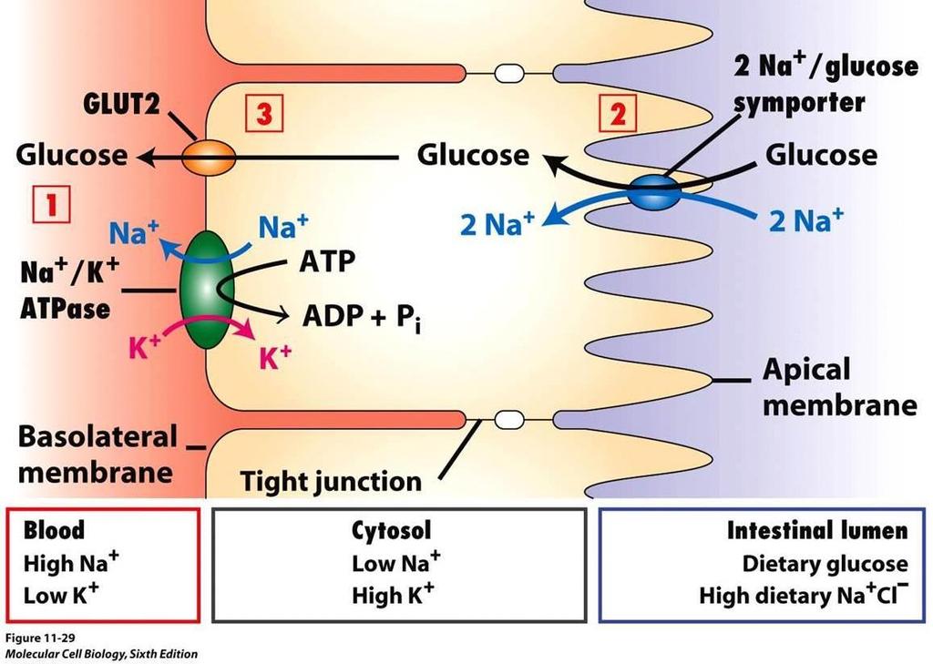 . Insulin independent glucose disposal (60%) - GLUT 1-3 in the Brain, Placenta,