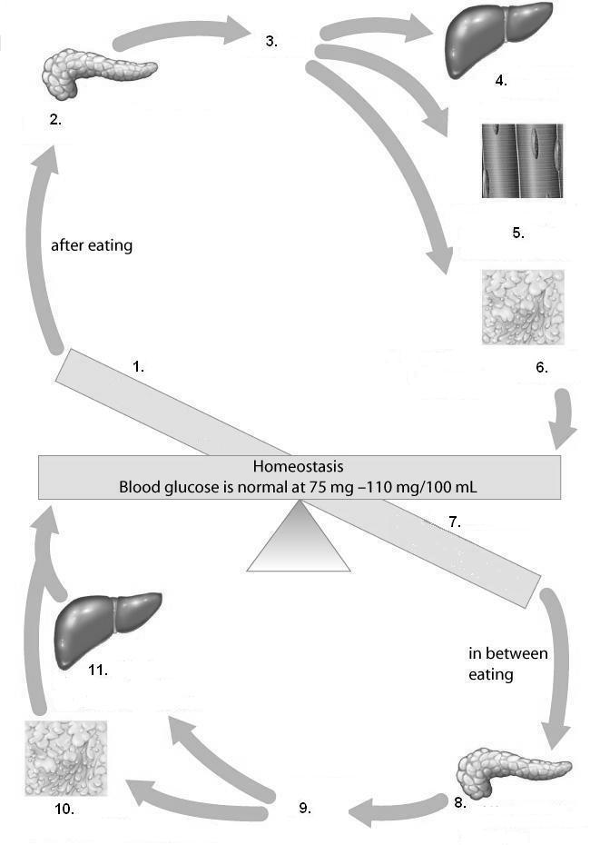 Key Concept F: Hormonal Regulation of Blood Sugar (Glucose) p.456-462 F1.
