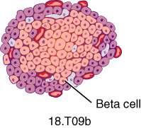 Beta Cells