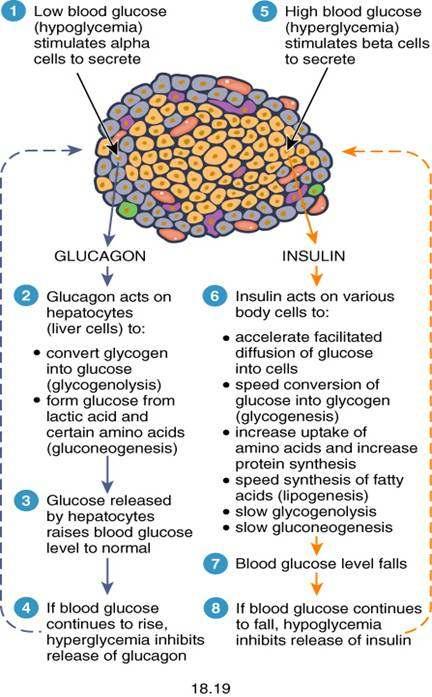Blood Glucose Regulation Insulin Decreases