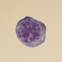 The cytoplasm varies from deep blue to reddish-blue.