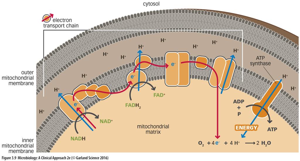 ELECTRON TRANSPORT CHAIN ELECTRON TRANSPORT CHAIN Electron transport differs from organism to organism and some organisms use more than one type As electrons move from one molecule to another in the
