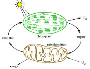 22. ATP provides the energy needed to carry out many cell functions. Which of the following processes does not require ATP? a. making more ATP c. muscle contraction b.