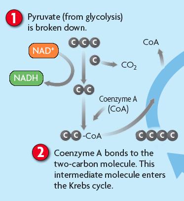 The Krebs cycle is the first main part of cellular respiration.