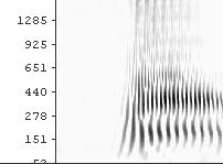 Spectrogram Wide-band Narrow-band Auditory