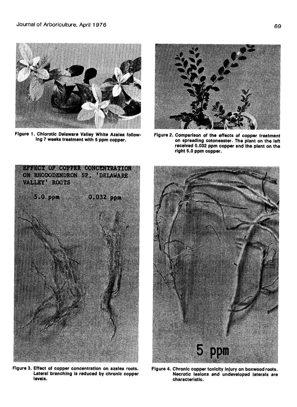 Journal of Arboriculture, April 176 6 Figure 1. Chlorotic Delaware Valley White Azalea following 7 weeks treatment with 5 pptn copper. Figure. Comparison of the effects of copper treatment on spreading cotoneaster.