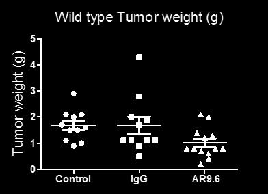 T3M4 wildtype and SC cells tumor bearing animals (n=15/group) were randomized to receive treatment with PBS (control), IgG (500µg; Isotype control) and AR9.