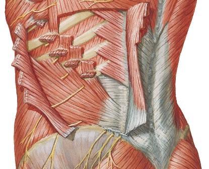 Lumbar hernias Superior lumbar triangle (Grynfeltt-