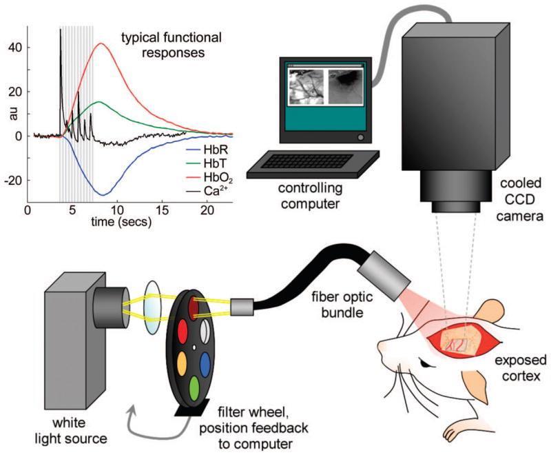 scientific camera, neuronal activity is measured by imaging changes in light reflectance of the blood to visualise where the oxygenated blood, and therefore neuronal activity, is located.