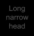 Long narrow