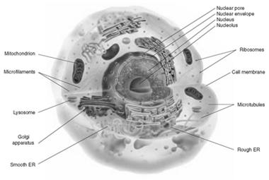 Basic Parts of a Cell The three basic parts of a cell are the plasma membrane, the cytoplasm, and the nucleus.