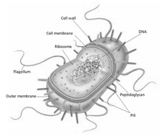 Basic Parts of a Cell, continued Nucleus The nucleus is a membranebound organelle that contains a cell s DNA.