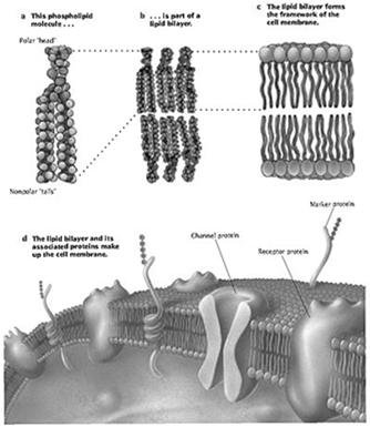 Chapter 3 Structure of Lipid Bilayer Cell Membrane