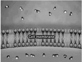 membranes often contain proteins embedded within the