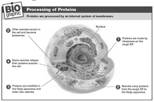 Golgi Apparatus The Golgi apparatus processes and packages proteins.