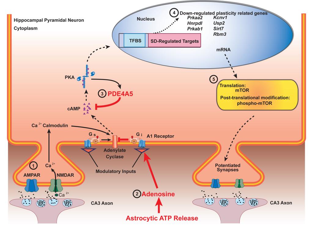 FIGURE 1. Figure 1. A schematic overview of hippocampal signaling pathways following sleep deprivation. Studies suggest multiple mechanisms by which sleep deprivation disrupts memory consolidation. 1. Sleep deprivation modulates glutamatergic signaling through alterations in NMDA and AMPA receptor subunit composition.