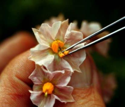 Mendel hand-pollinated flowers using a paintbrush.