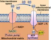 ATP is produced by chemiosmosis using H + concentration and charge gradients to run the ATP Synthase pumps in the membrane during electron transport.