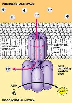 Some of the carriers pick up both electrons and H + and release the H + on the opposite side of the membrane.