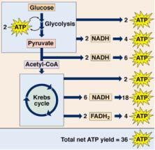 Cell Respiration - 12 How much ATP do we get from oxidizing glucose in aerobic cellular respiration?