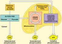 Cell Respiration - 3 Aerobic Cell Respiration - An Overview As with many metabolic processes, cell respiration has a number of stages (three or four depending on who is describing the process) and