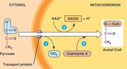 STEP TWO: PYRUVATE OXIDATION The following is the overall equation for pyruvate oxidation: 2 pyruvate + 2NAD + + 2CoA 2acetyl-CoA + 2NADH +