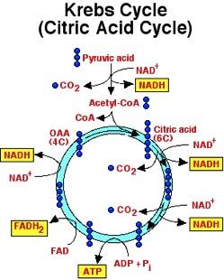 STEP THREE: KREBS CYCLE By the end of the Krebs cycle, the original glucose molecule is entirely consumed!