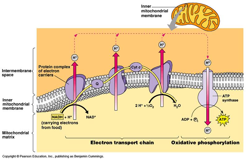 chemiosmosis couples electron transport chain