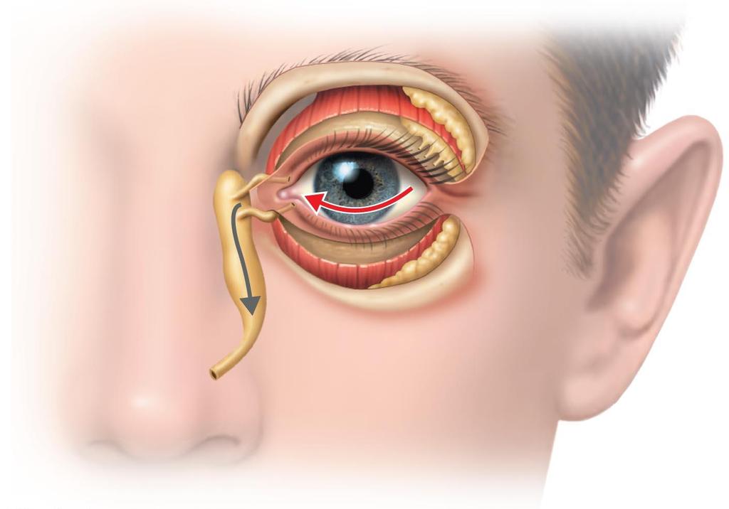 Figure 16.2 The lacrimal apparatus.